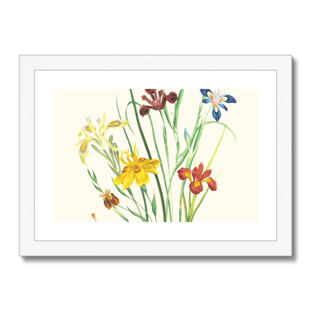 Wildflowers Framed & Mounted Print