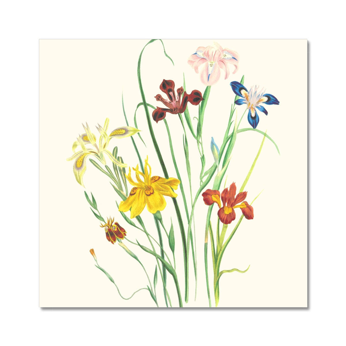 Wildflowers Fine Art Print