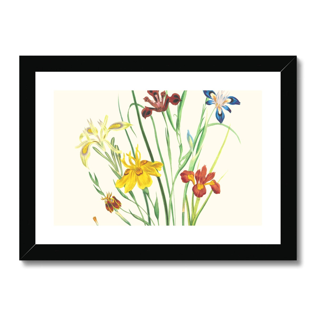 Wildflowers Framed & Mounted Print