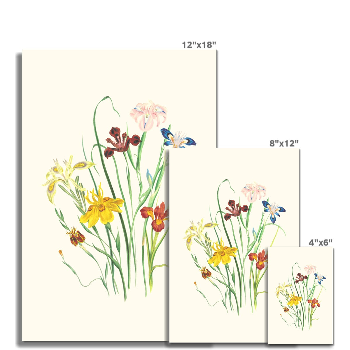 Wildflowers C-Type Print