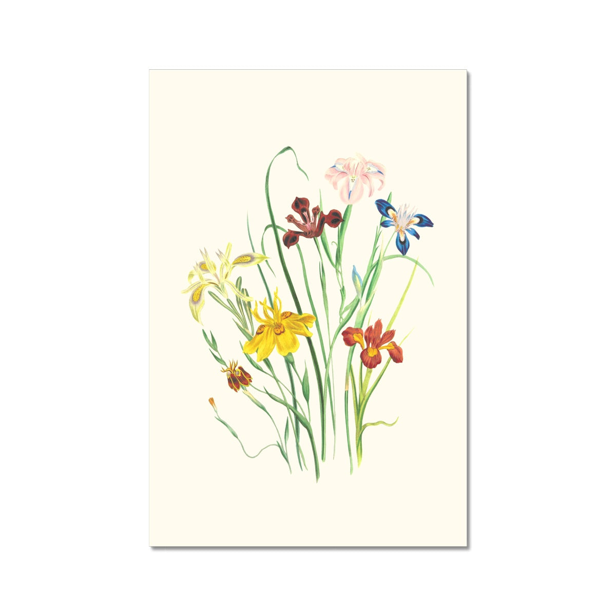 Wildflowers C-Type Print