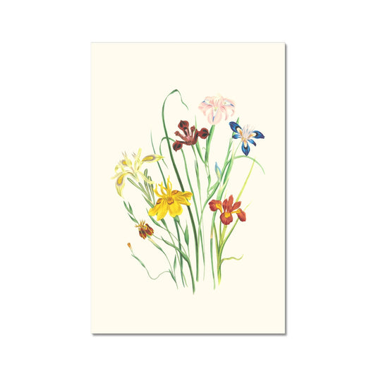 Wildflowers C-Type Print